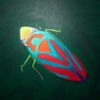 leafhopper